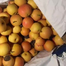 精品南果梨