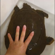 湖北赤壁纯正野生甲鱼