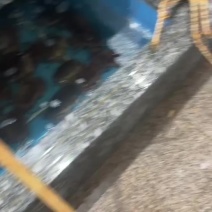 面包蟹帝王蟹都有