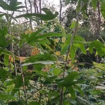 纯野五指毛桃