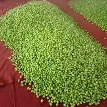 小米枣通通1.5公斤大量有货