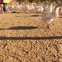 白鹅
