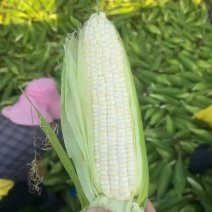 鲜玉米美玉27加甜，玉米界**吃之一的玉米