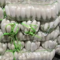 精品小四排带泥白萝卜不带泥白萝卜大量有货