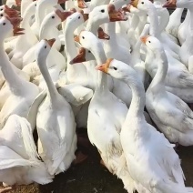 浙东