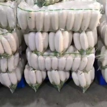 白萝卜