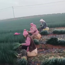 精品小香葱