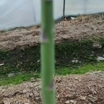 芦笋上市