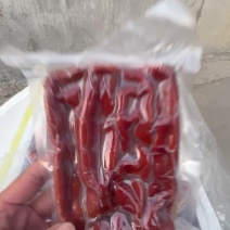 专业海肠