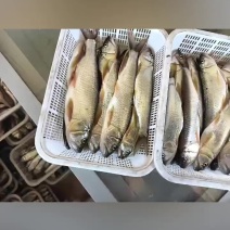 大嘴白鱼