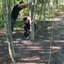 奇楠沉香
