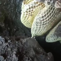 正宗广西大山野峰蜜