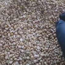 碎大豆大量直销