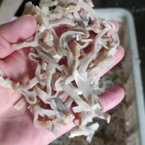 白玉木耳丝白木耳丝自产自销工厂白木耳丝批发零售白木耳丝全