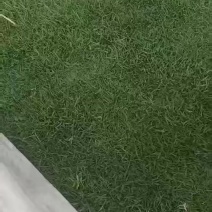 兰引三号混播