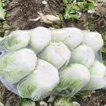 精品大白菜继续走货中