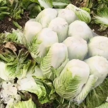精品大白菜继续走货中