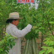 品牌青钱柳原叶颗粒茶正品正牌罐装青钱柳金钱柳中药材茶叶