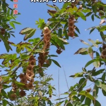 正品正牌青钱柳种子金钱柳种子摇钱树中药材种子工艺品种子