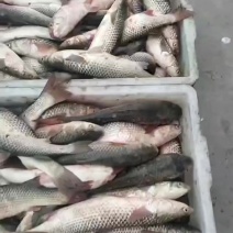 海梭鱼