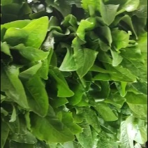 电商小油麦