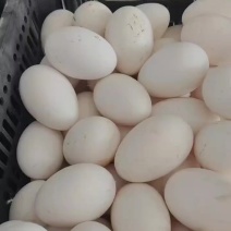 鹅蛋