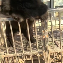 黑松狮小母一个，四个月，疫苗驱虫齐全