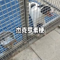 血统杰克罗素梗。抓老鼠能手，运动健将。
