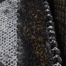 双班油葫芦蟋蟀/大量优质蟋蟀冻品，活体，可根据客户烘干
