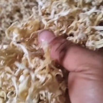 白木耳丝(价格全网**)大家一起拼价格白玉木耳丝竹耳丝菌