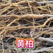 移栽厚皮川黄柏