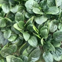 精品趴地菠菜