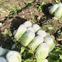 精品大白菜继续走货中