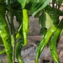 新苗螺丝椒陇椒上市了