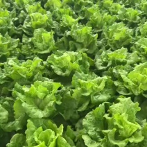 生菜