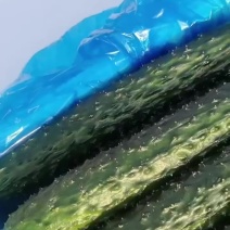 山东密刺黄瓜，产地直发，欢迎全国各地客商前来选购