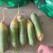 精品水果萝卜