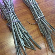 古界接穗下了，有需要接码子的老板联系各种品种各种接穗都有
