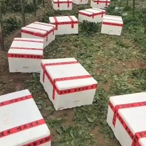 山东金乡精品两排菠菜大量上市