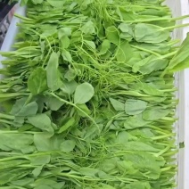 贵州遵义豌豆尖价格美丽品质**