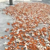 精品大红皮