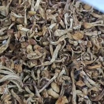 滑子菇便宜