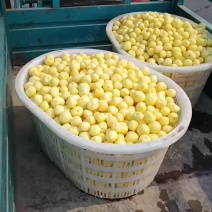 台州珍珠小土豆