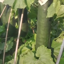 海南黑皮冬瓜