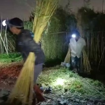琴丝竹