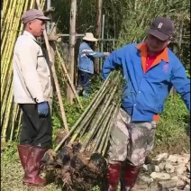 精品罗汉竹