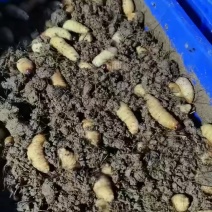 竹笋虫