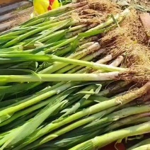 红根蒜苗