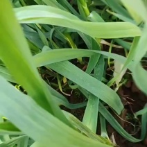 红根蒜苗