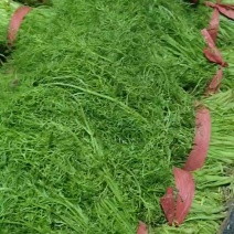 饶阳县优质茴香大量上市中